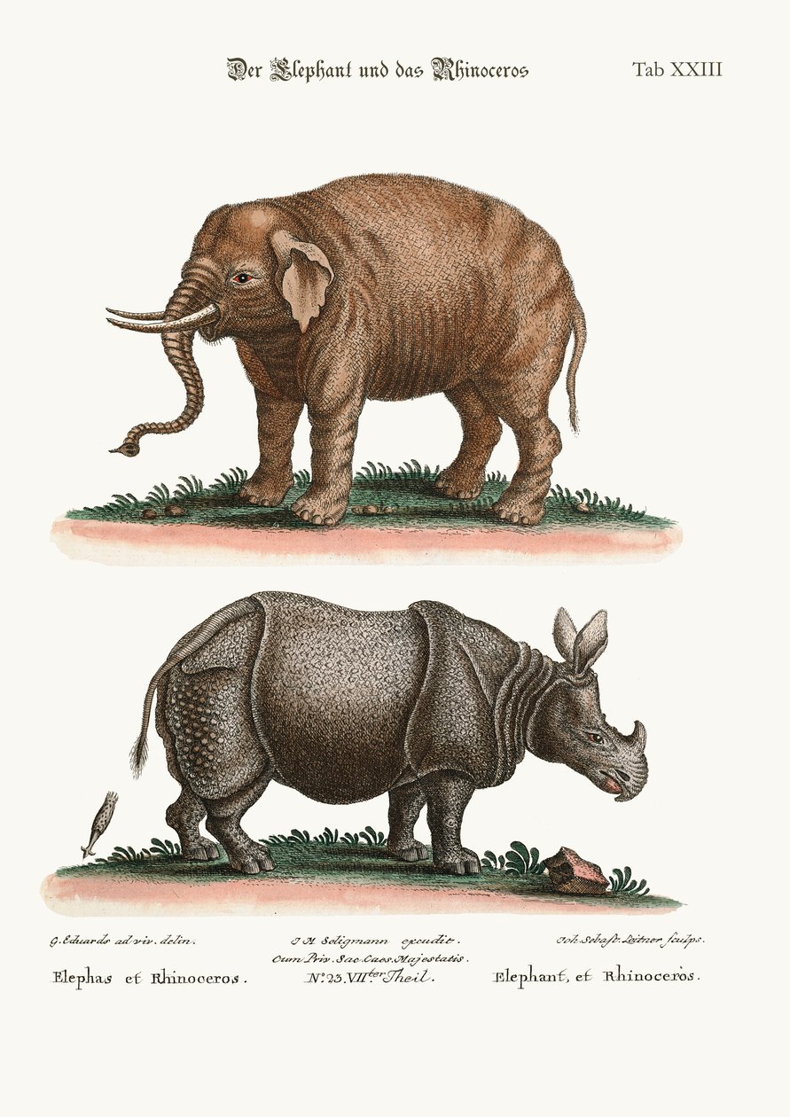 El elefante y el rinoceronte, 1749-73 de George Edwards