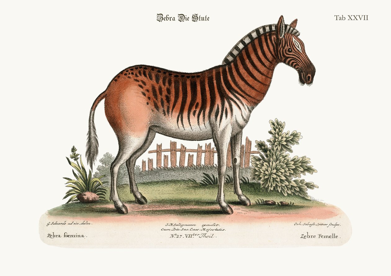 La cebra hembra, 1749-73 de George Edwards