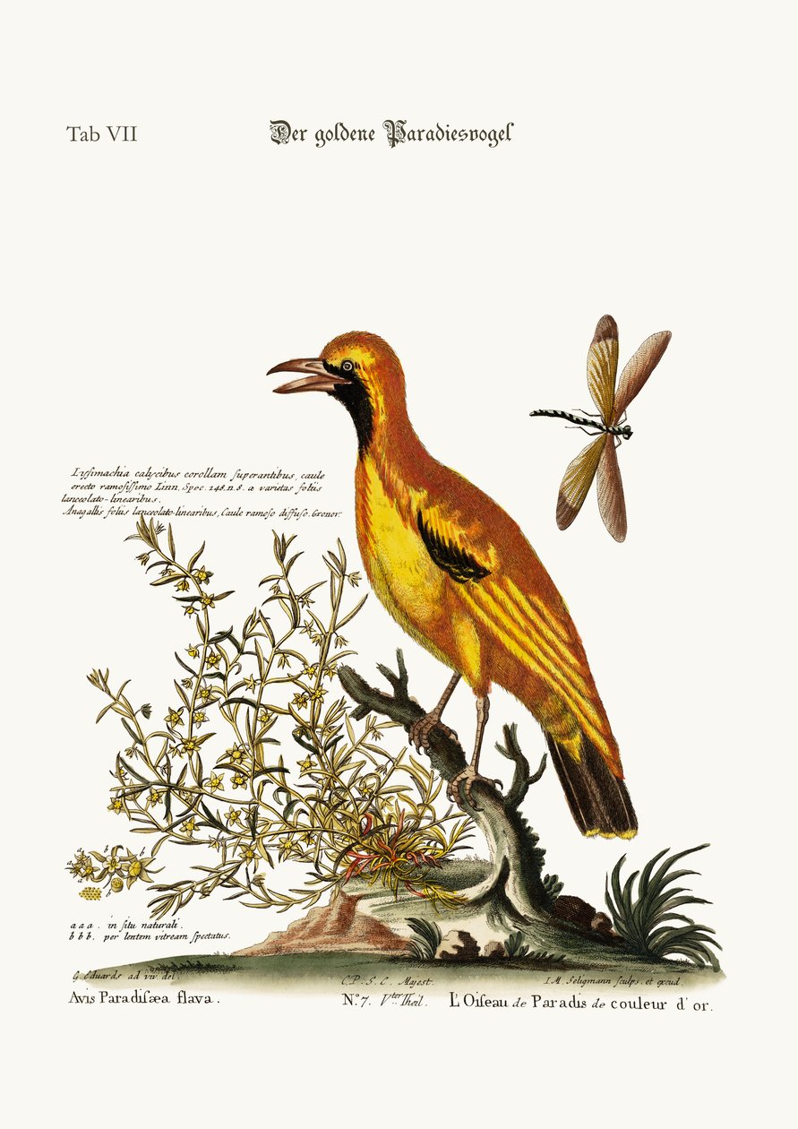 El Pájaro Dorado del Paraíso, 1749-73 de George Edwards