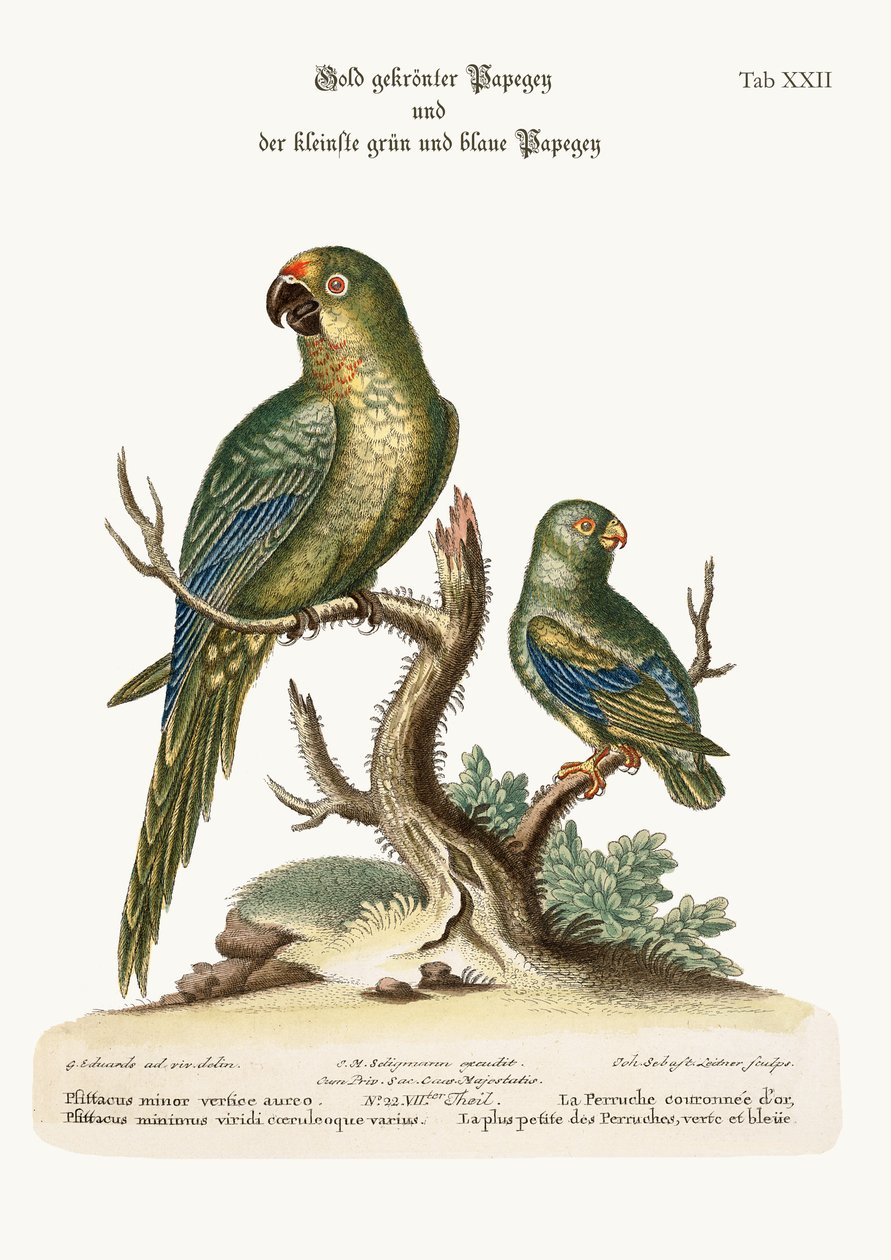 El periquito de corona dorada y el periquito verde y azul más pequeño, 1749-73 de George Edwards
