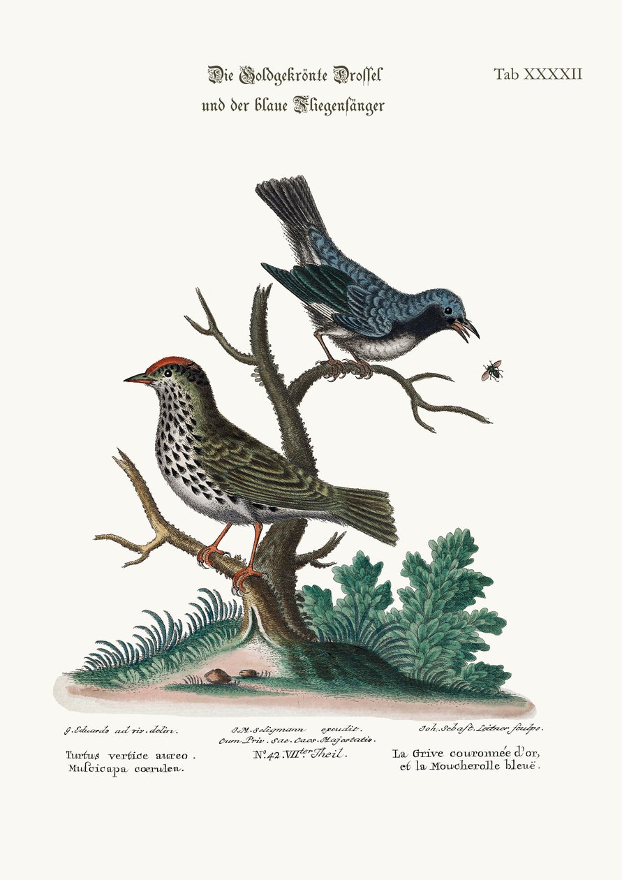 El zorzal coronado de oro y el papamoscas azul, 1749-73 de George Edwards