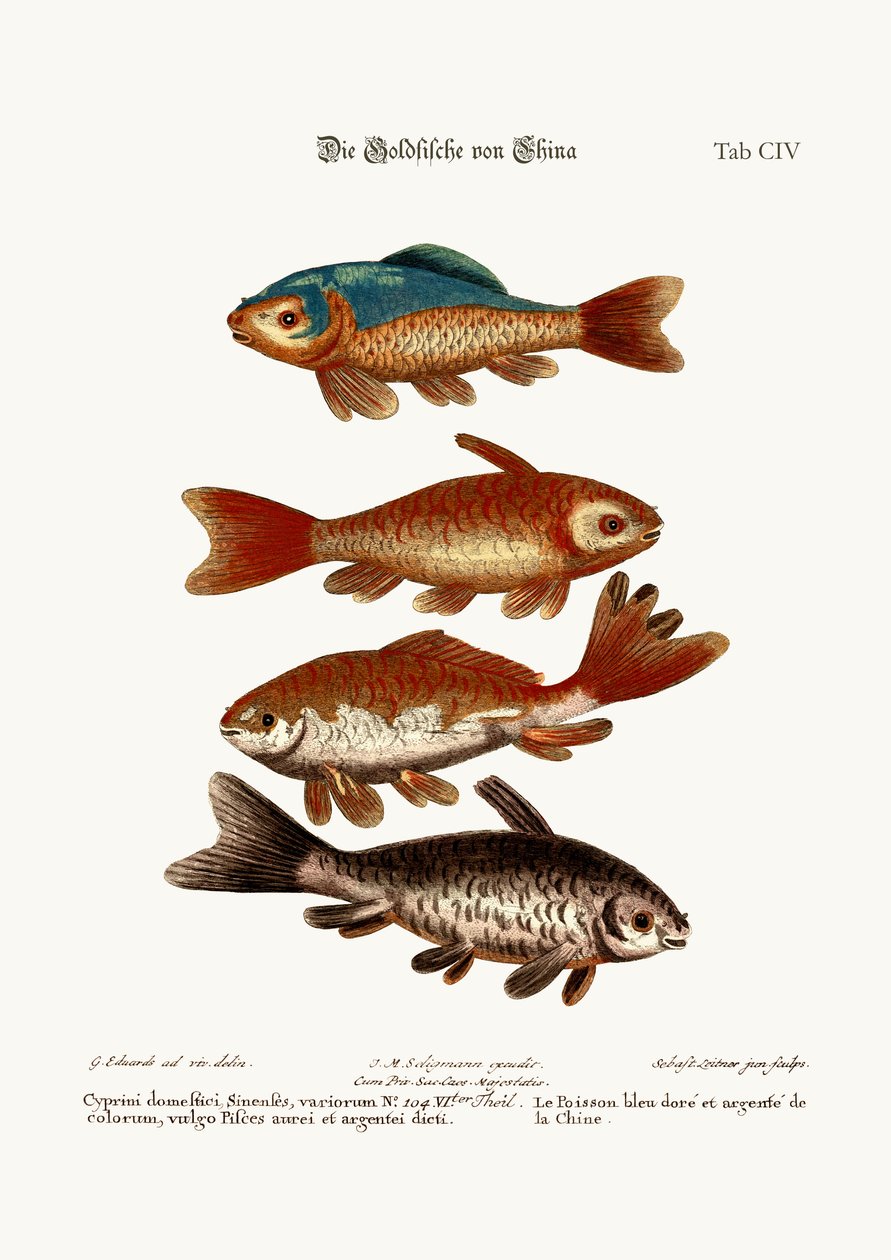 El pez dorado de China, 1749-73 de George Edwards