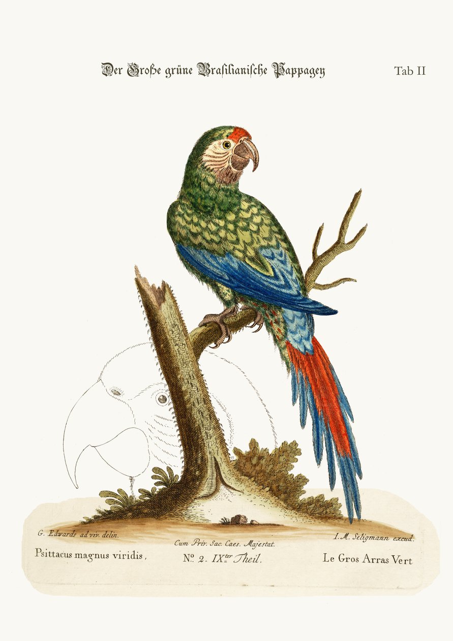 El gran guacamayo verde, 1749-73 de George Edwards