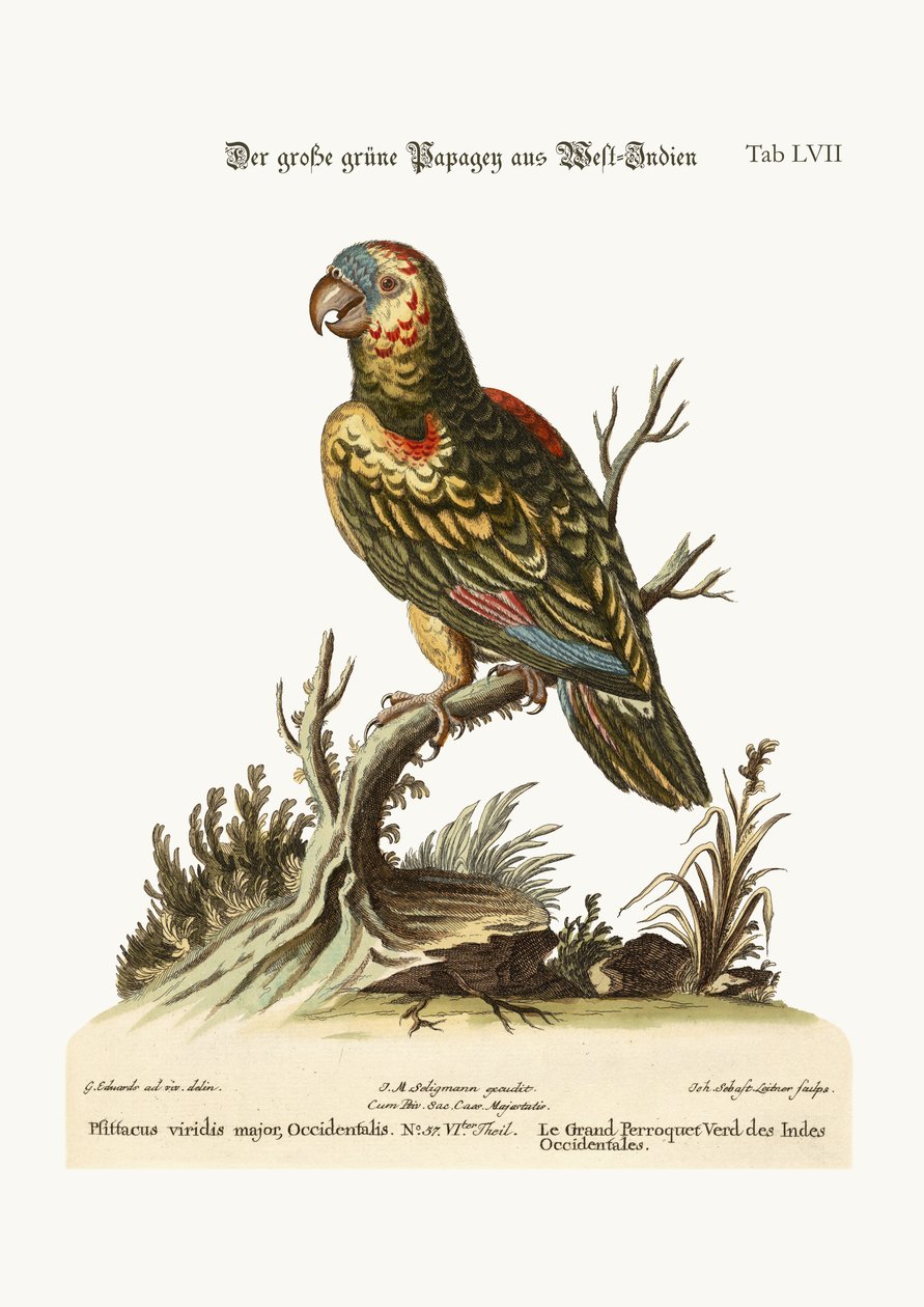 El Gran Loro Verde, de las Indias Occidentales, 1749-73 de George Edwards