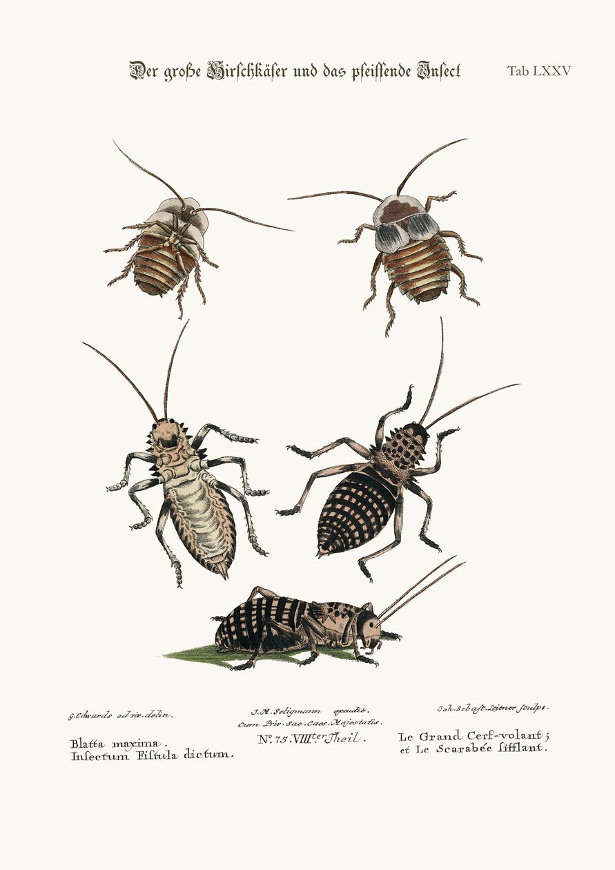 La cucaracha mayor y el insecto silbador, 1749-73 de George Edwards