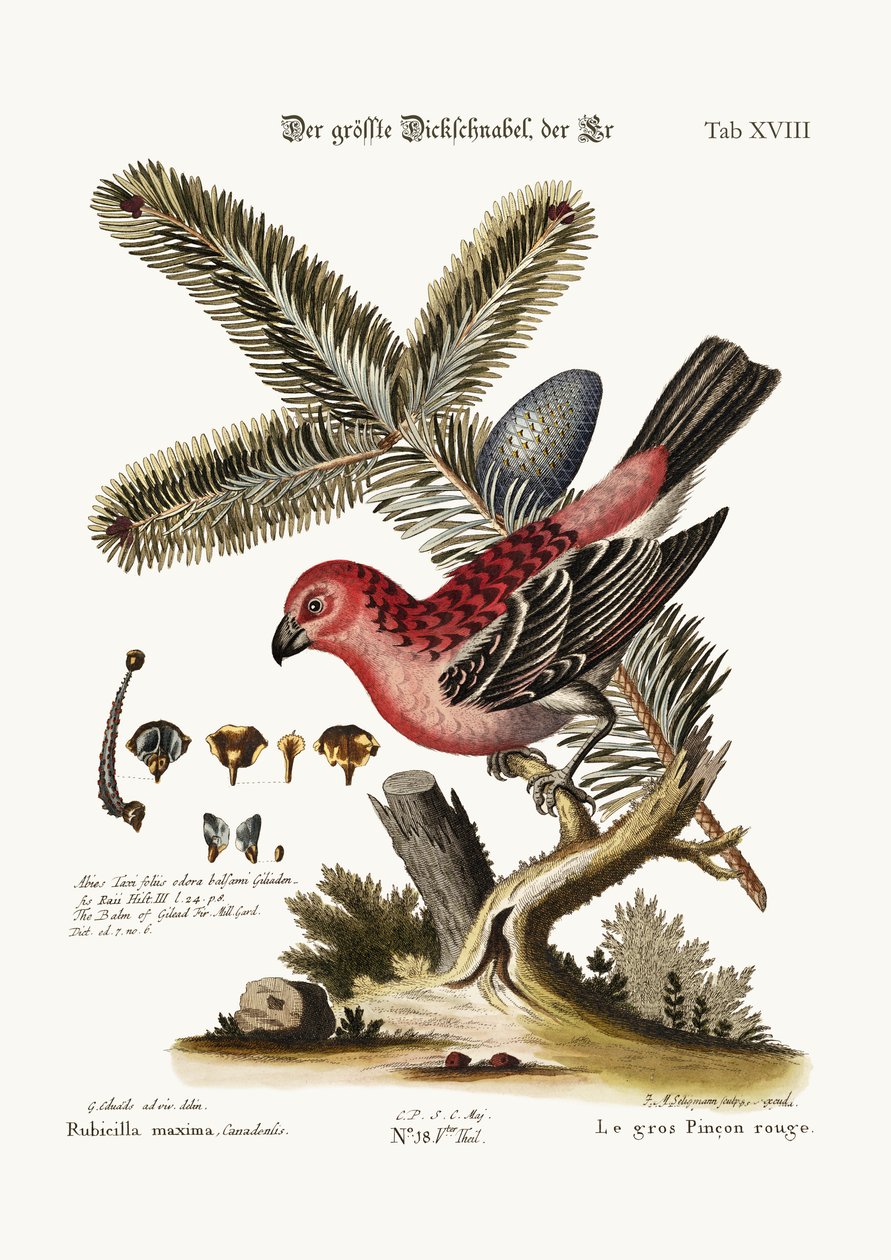 El mayor Bulfinch-Cock, 1749-73 de George Edwards