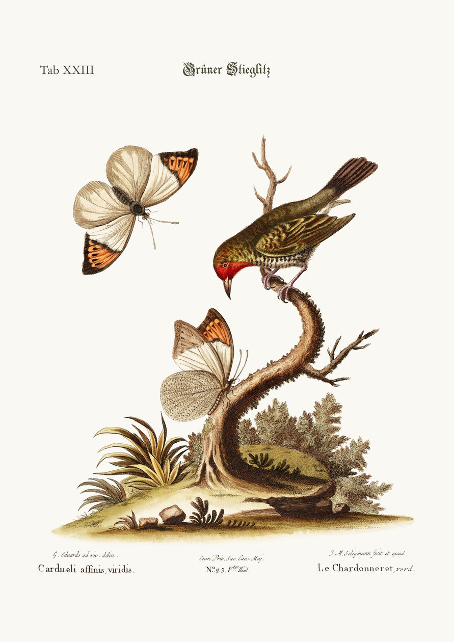 El jilguero verde, 1749-73 de George Edwards