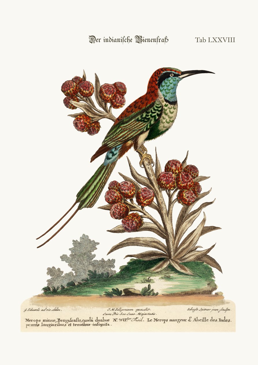 El abejaruco indio, 1749-73 de George Edwards