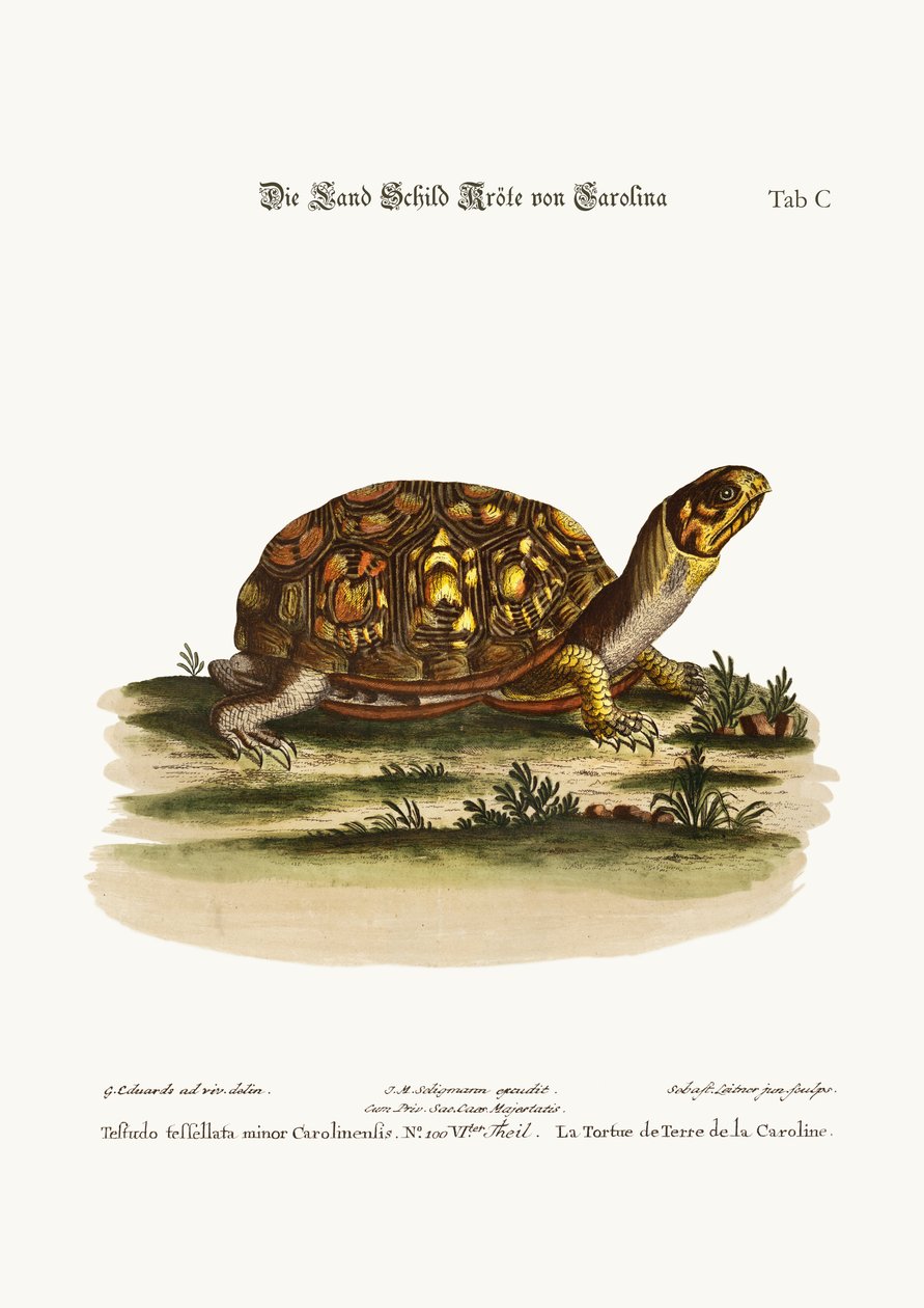 La tortuga terrestre de Carolina, 1749-73 de George Edwards
