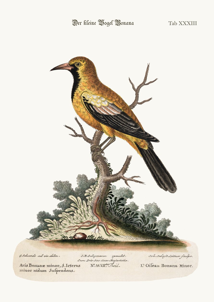 El Pájaro Bonana Menor, 1749-73 de George Edwards