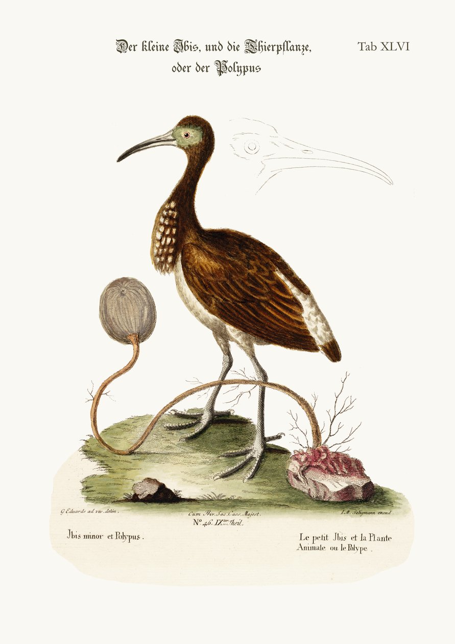 El Ibis Menor y la Planta-Animal o Polipo, 1749-73 de George Edwards