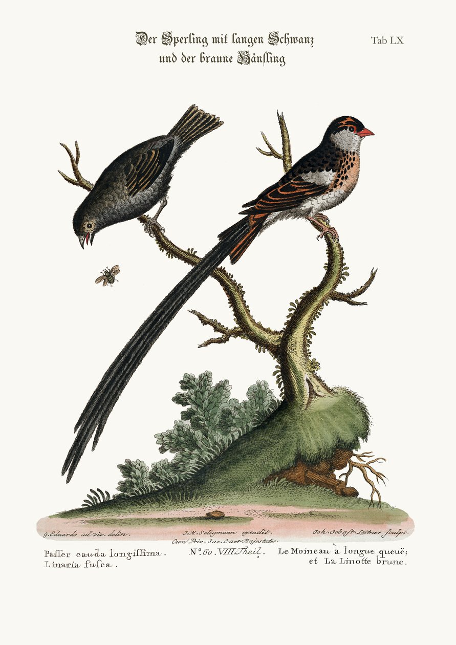 El Gorrión de Cola Larga y el Pardillo Oscuro, 1749-73 de George Edwards