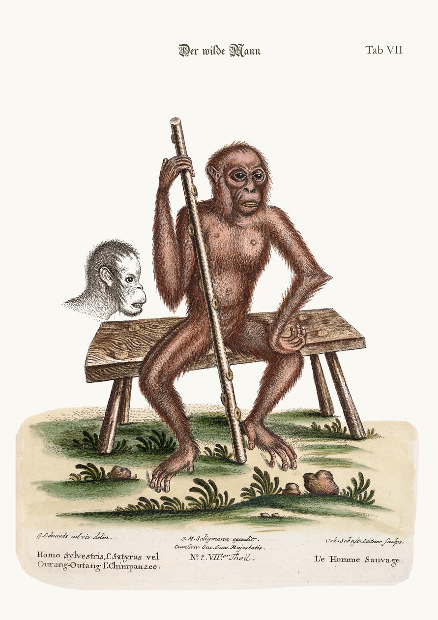 El hombre de los bosques, 1749-73 de George Edwards