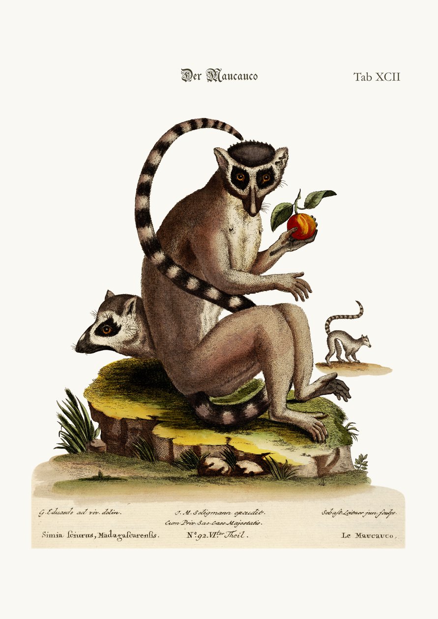 El Maucauco, 1749-73 de George Edwards