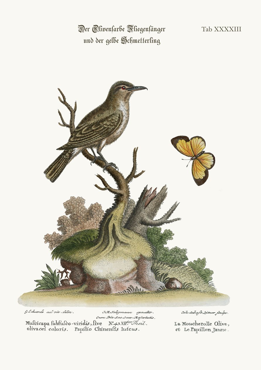 El Papamoscas de color oliva y la Mariposa Amarilla, 1749-73 de George Edwards