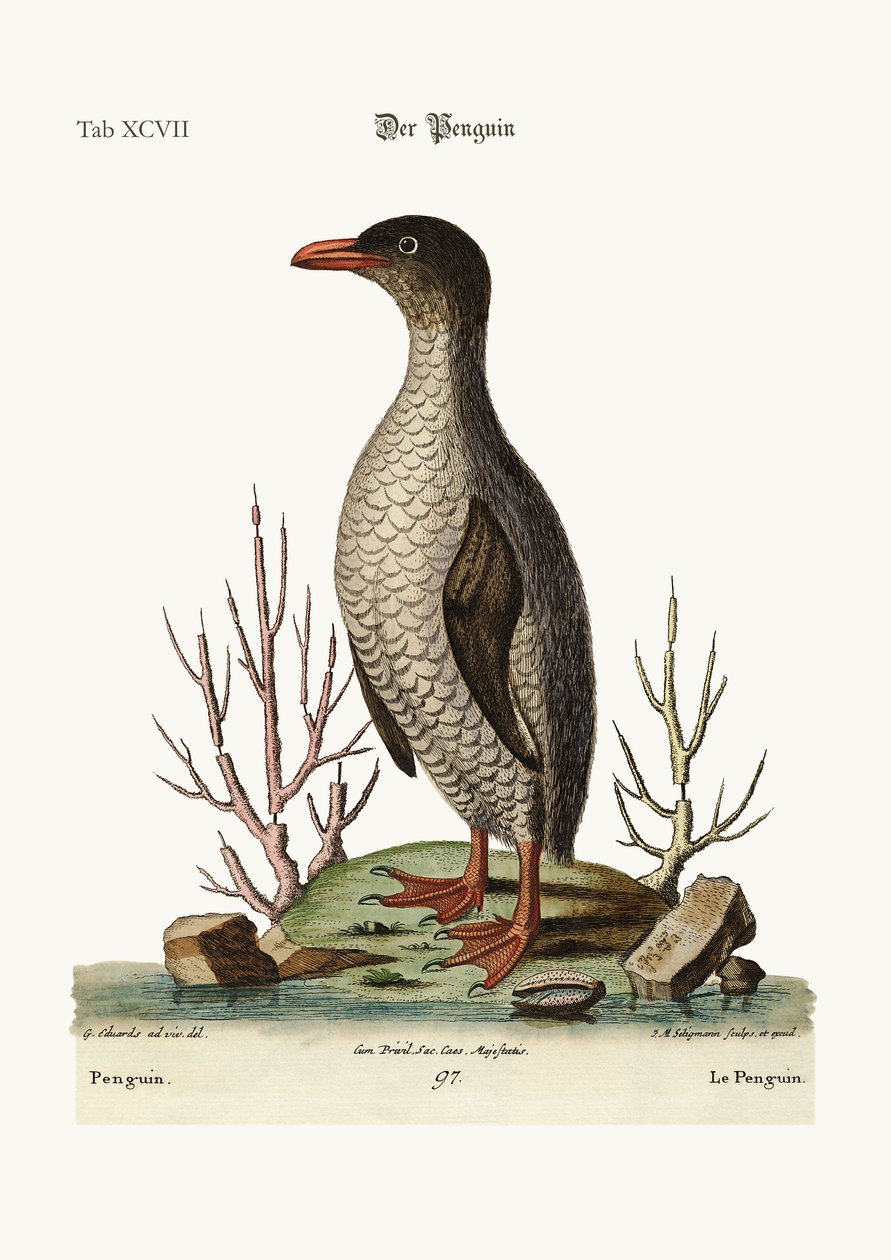 El pingüino, 1749-73 de George Edwards