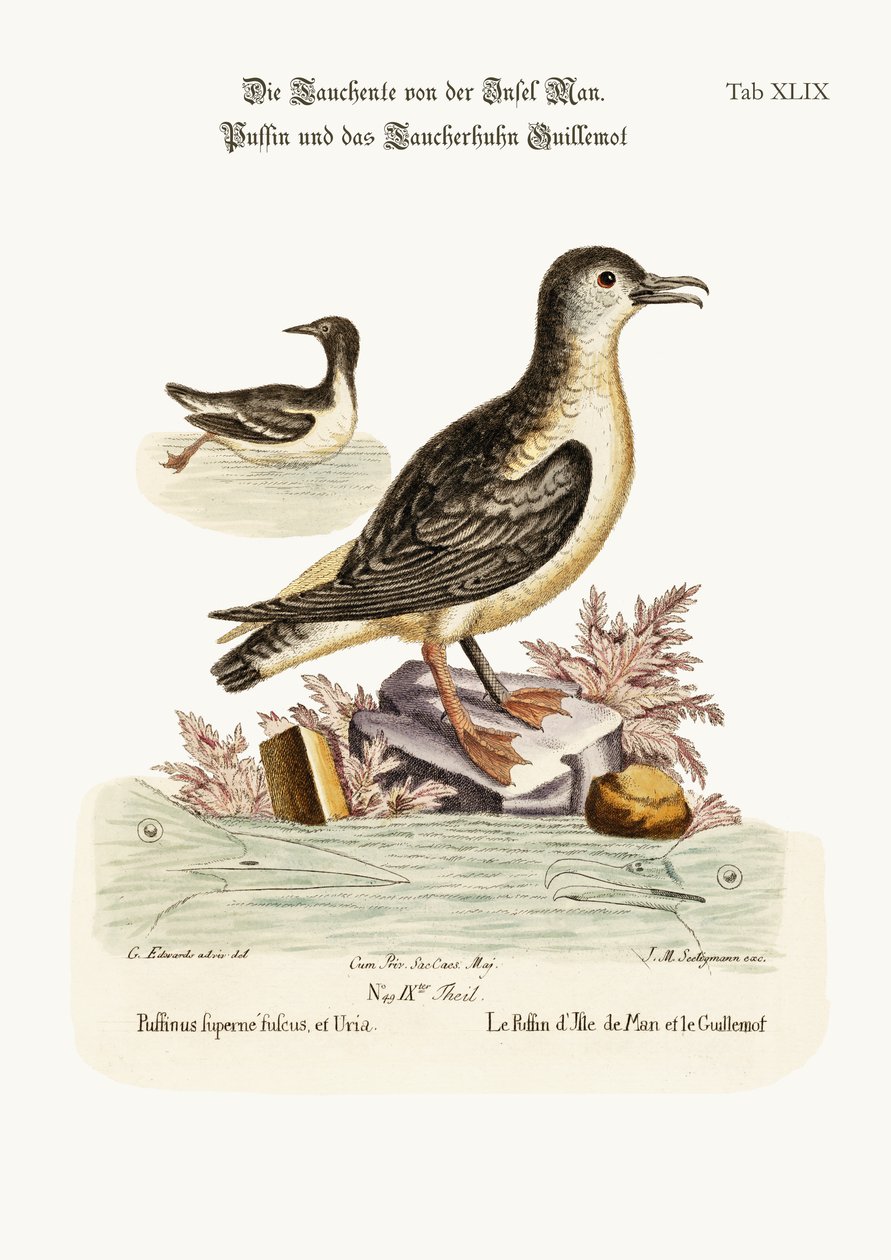 El frailecillo de la Isla de Man y el arao, 1749-73 de George Edwards