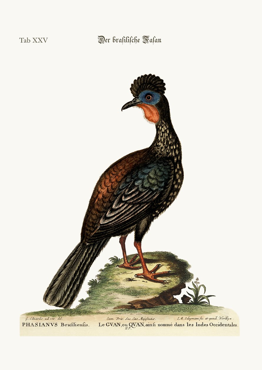 El Quan o Guan, 1749-73 de George Edwards