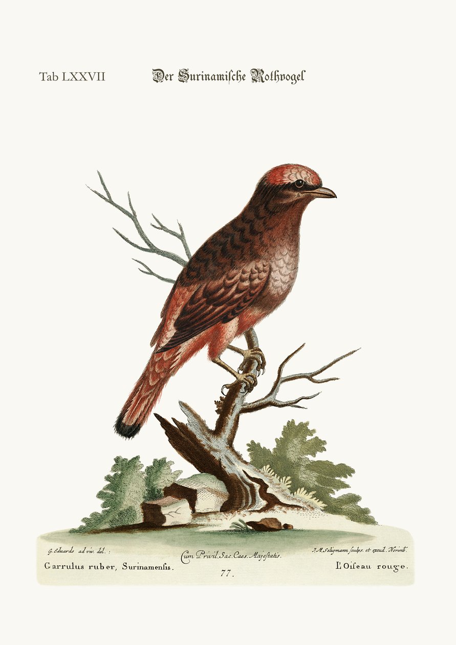 El Pájaro Rojo de Surinam, 1749-73 de George Edwards
