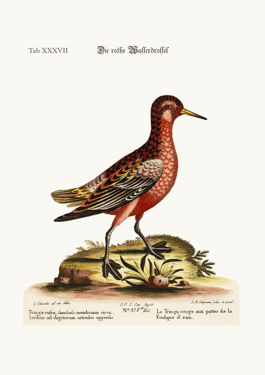 La Tringa de patas rojas, 1749-73 de George Edwards