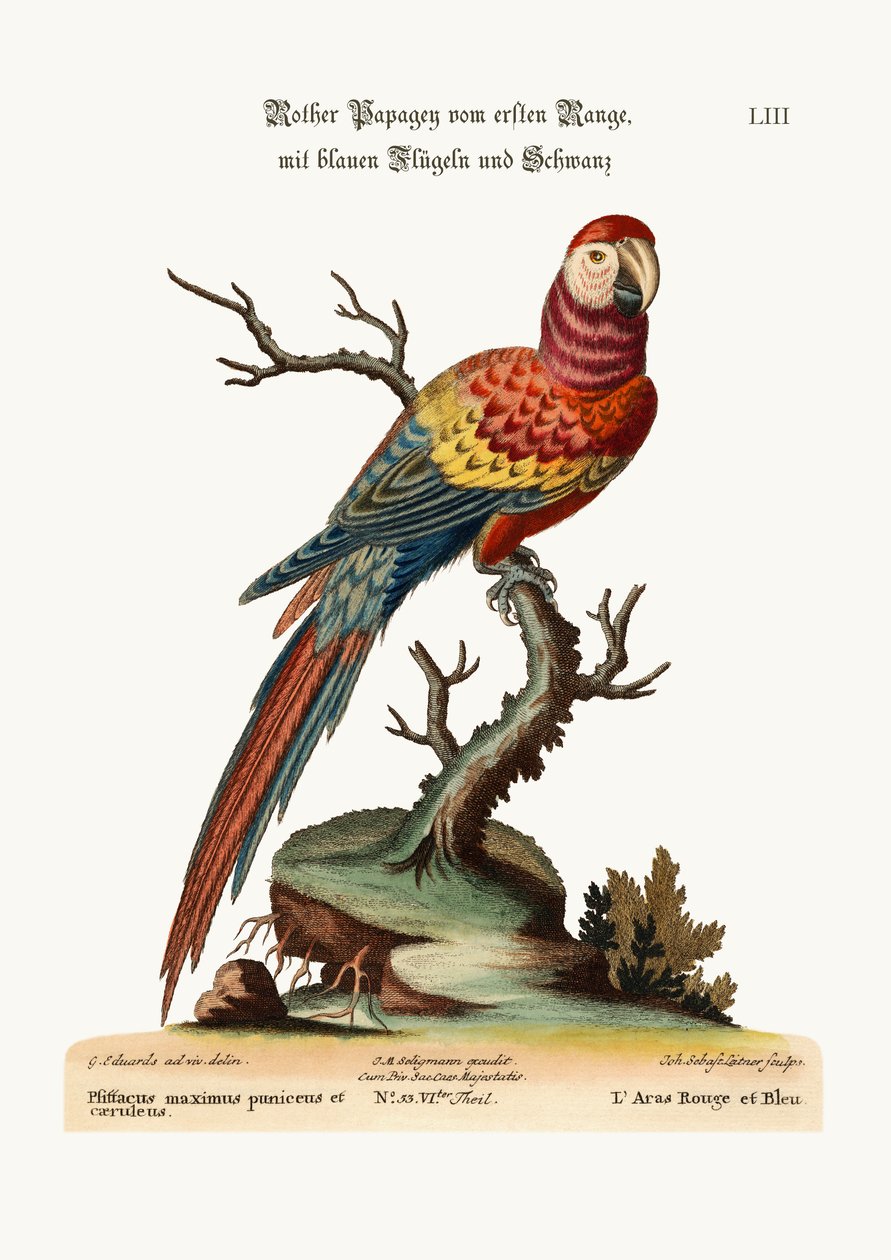 El guacamayo rojo y azul, 1749-73 de George Edwards