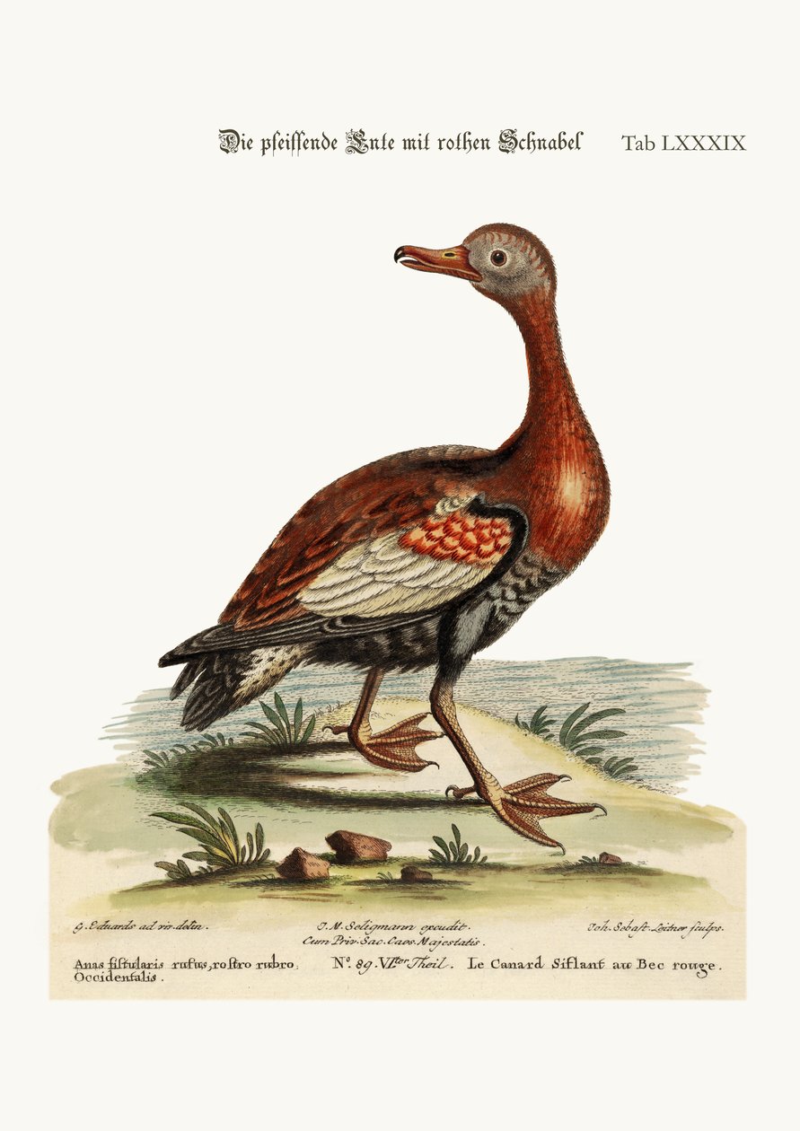 El pato silbador de pico rojo, 1749-73 de George Edwards