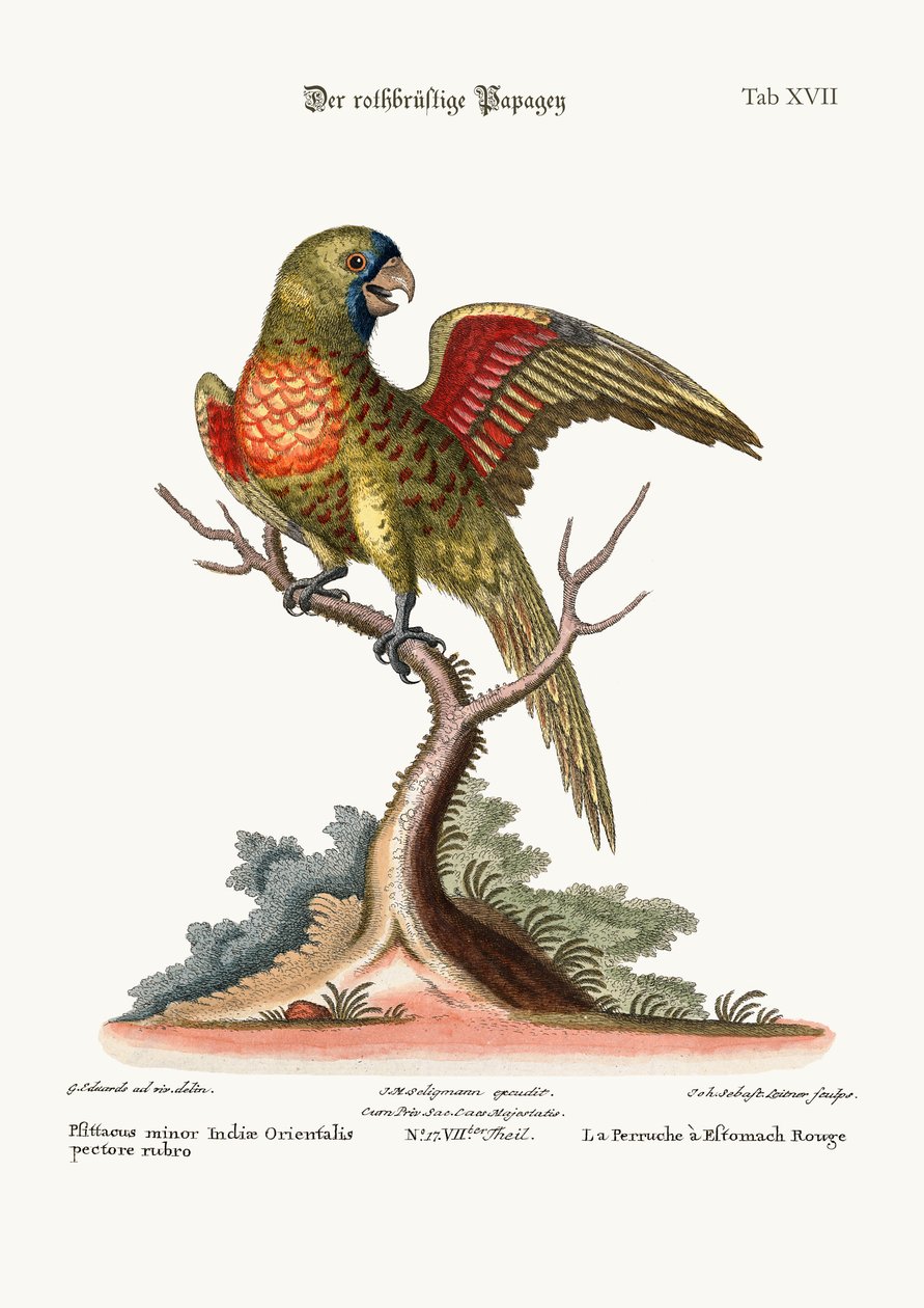 El Periquito Pechirojo, 1749-73 de George Edwards