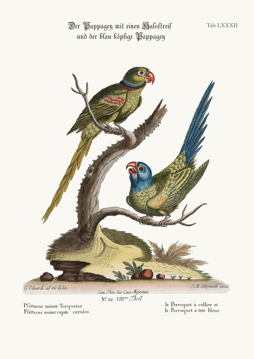 El Periquito de Anillo y el Periquito de Cabeza Azul, 1749-73 de George Edwards