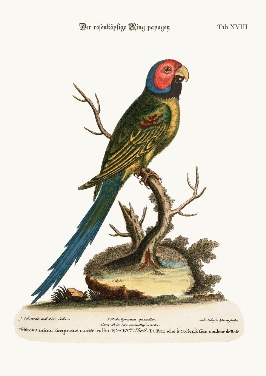 El periquito de cabeza rosa, 1749-73 de George Edwards