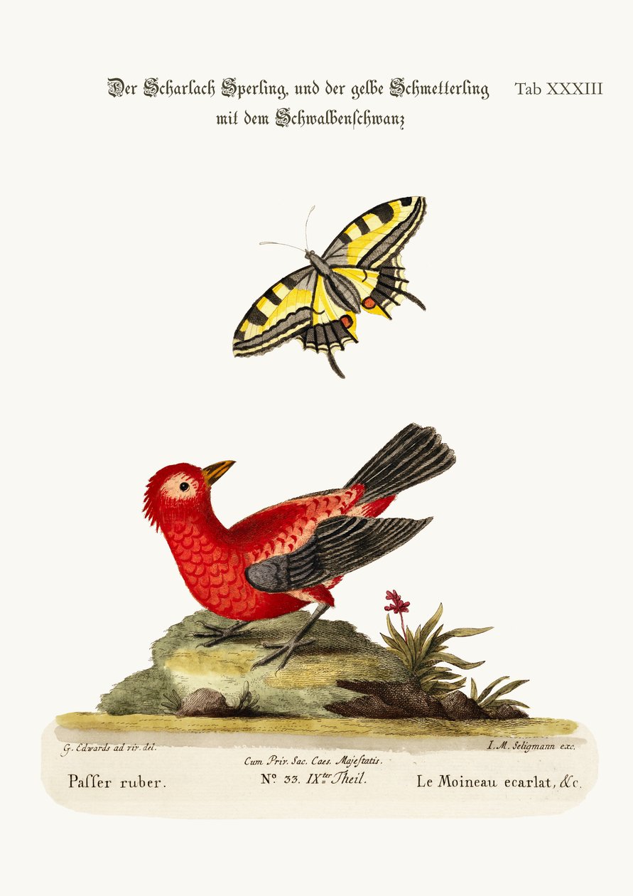 El gorrión escarlata y la mariposa cola de golondrina amarilla, 1749-73 de George Edwards