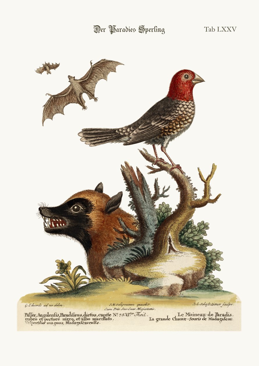 El gorrión del paraíso. El gran murciélago de Madagascar, 1749-73 de George Edwards