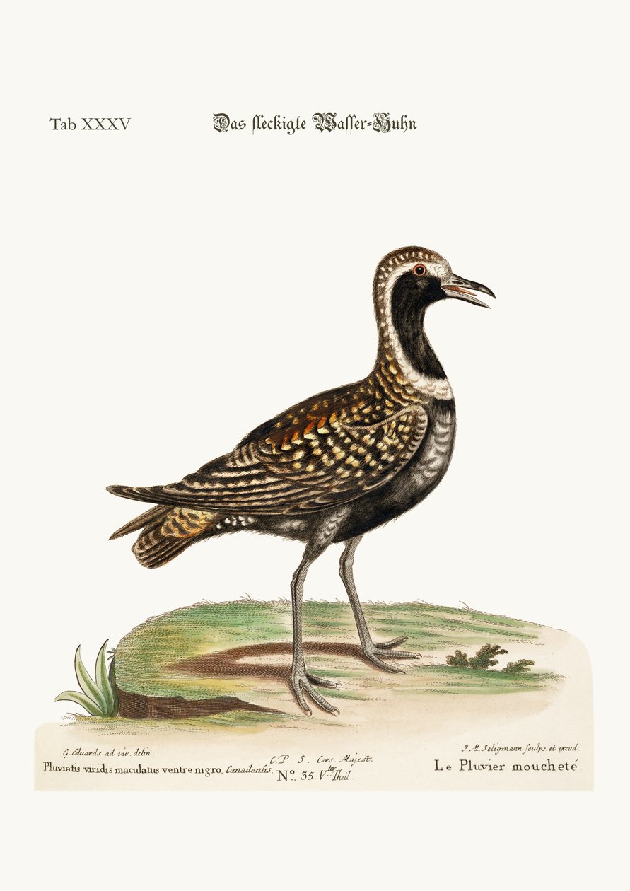 El Chorlito Manchado, 1749-73 de George Edwards