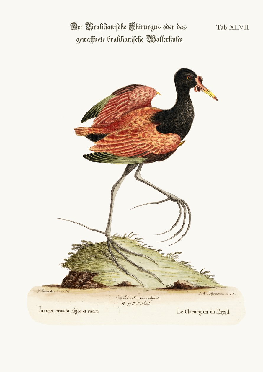 La gallineta de espolones de Brasil, 1749-73 de George Edwards