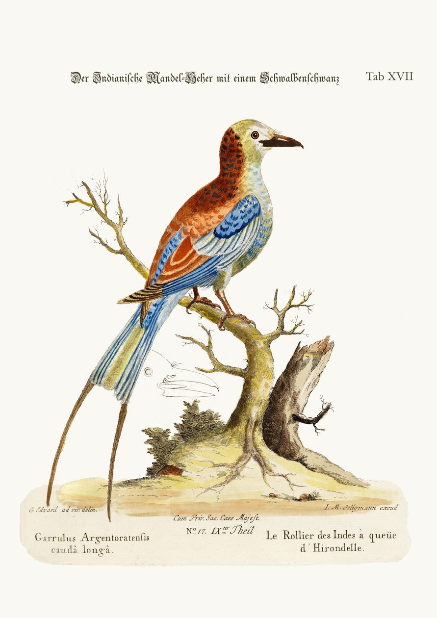El Carraca de Cola de Golondrina, 1749-73 de George Edwards