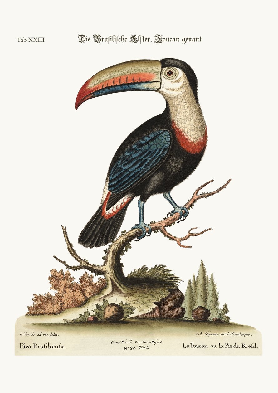 El tucán o Pye brasileño, 1749-73 de George Edwards