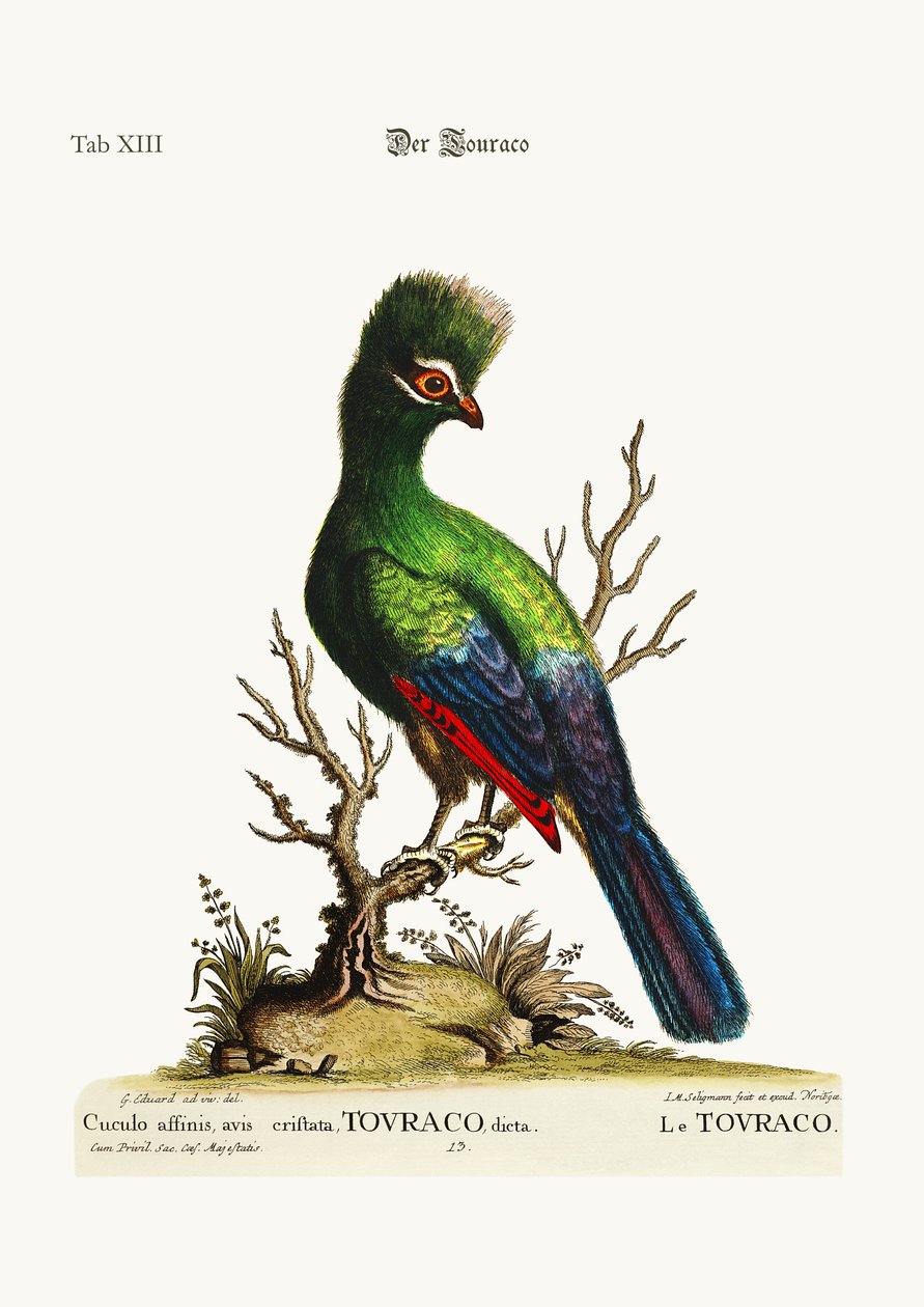 El Touraco, 1749-73 de George Edwards
