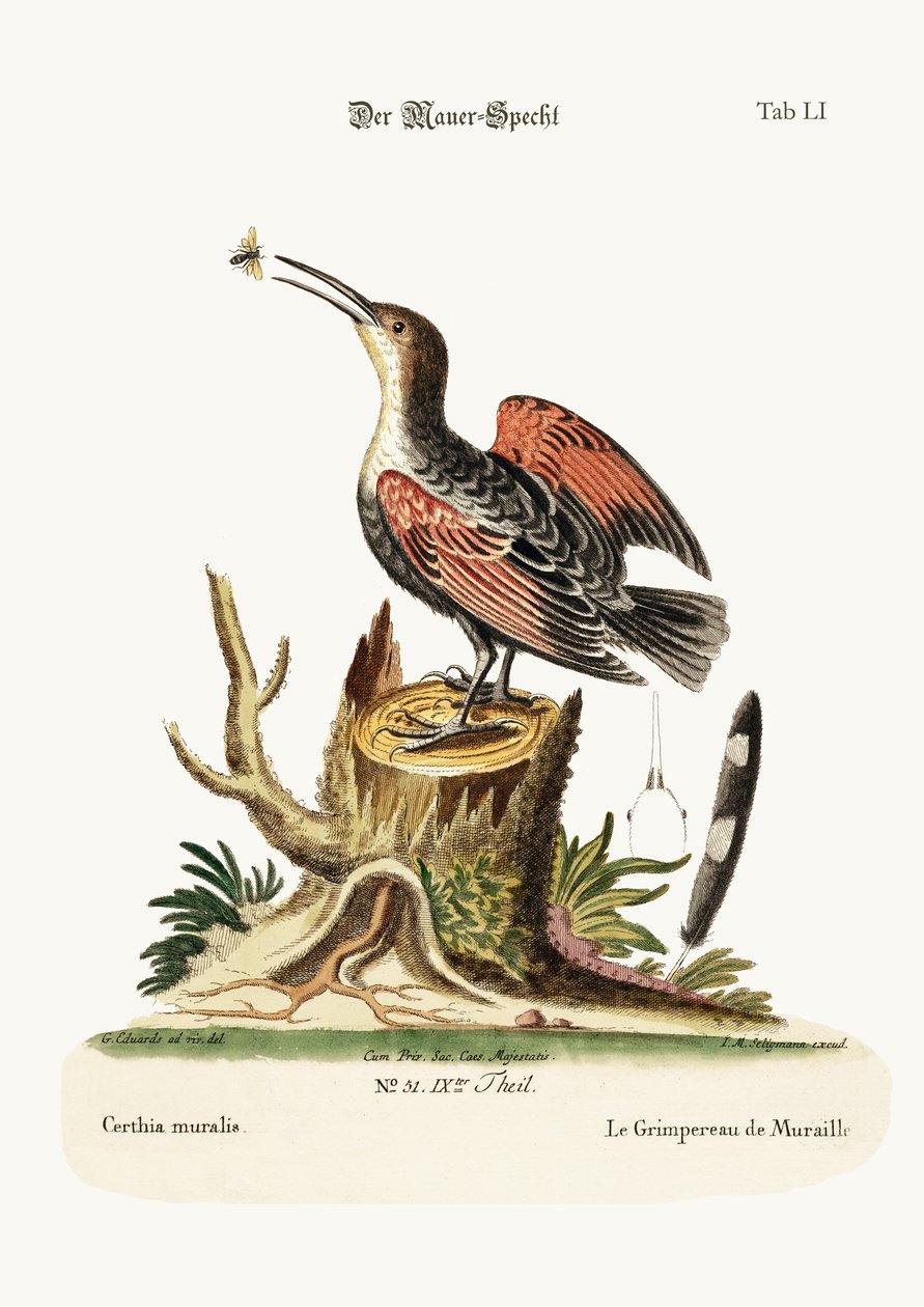 El Trepador de Muros, o Cazador de Arañas de George Edwards