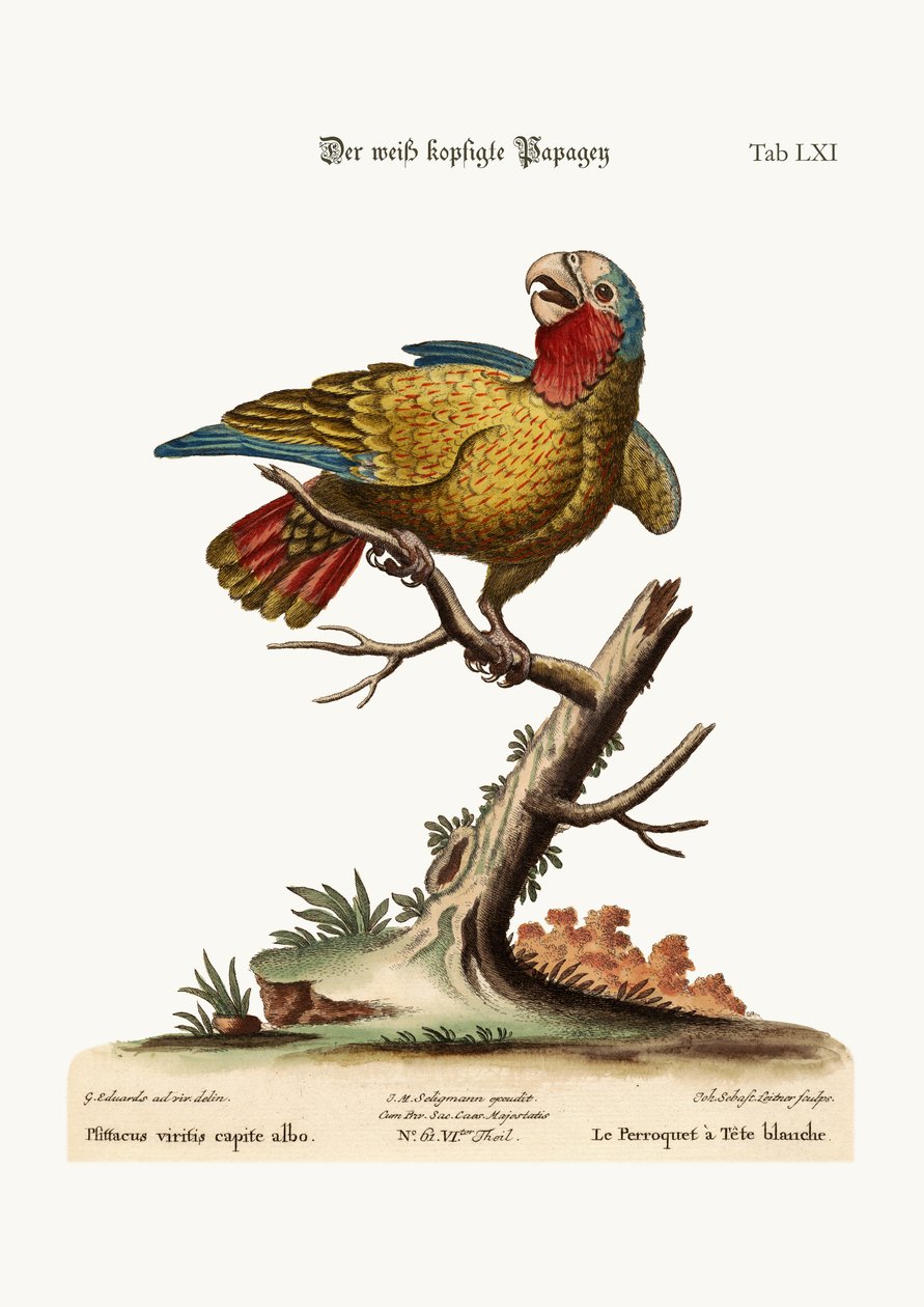 El loro de cabeza blanca, 1749-73 de George Edwards
