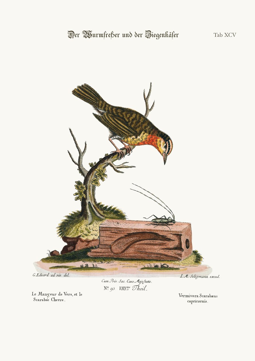 El devorador de gusanos y el escarabajo cabra, 1749-73 de George Edwards