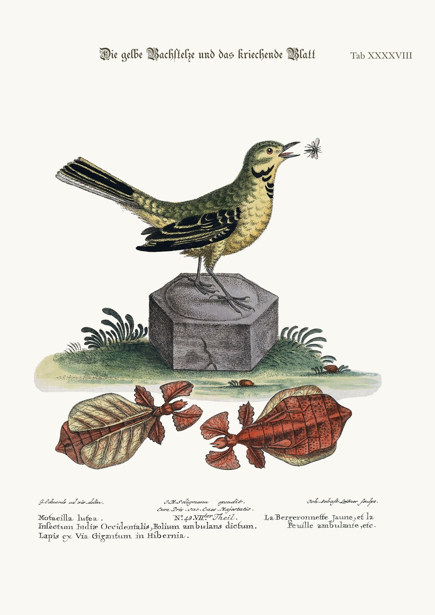 La lavandera amarilla y la hoja caminante, 1749-73 de George Edwards