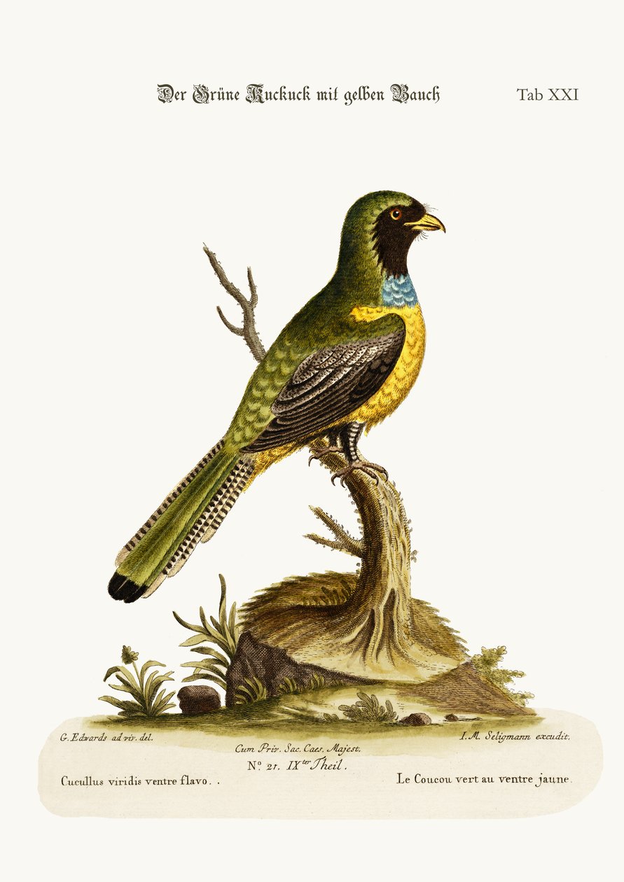 El cuco verde de vientre amarillo, 1749-73 de George Edwards