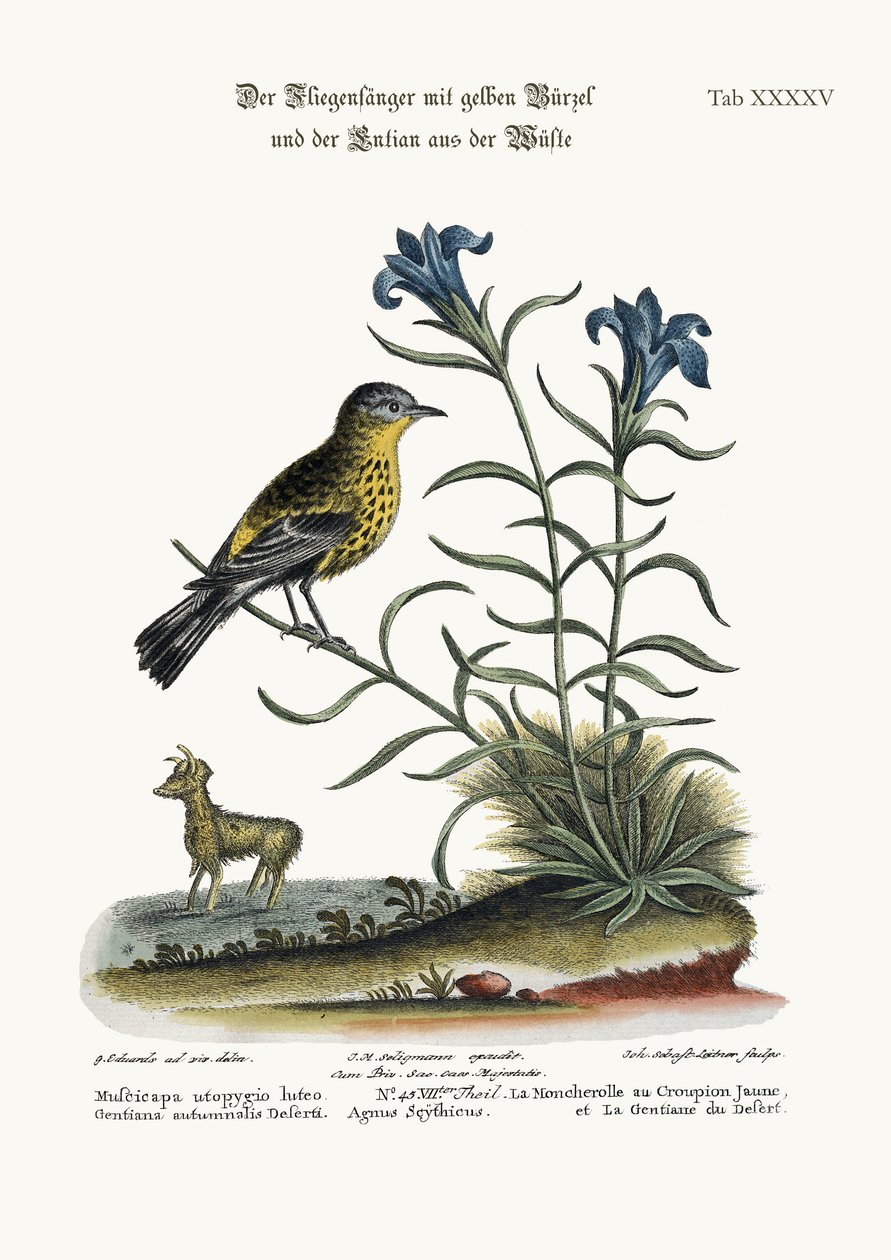 El papamoscas de rabadilla amarilla y la genciana del desierto, 1749-73 de George Edwards