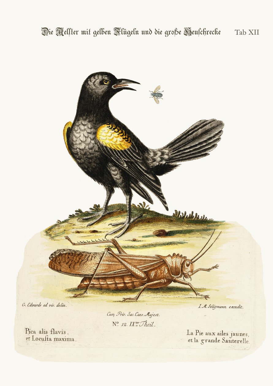 El Pye de alas amarillas y el mayor saltamontes, 1749-73 de George Edwards