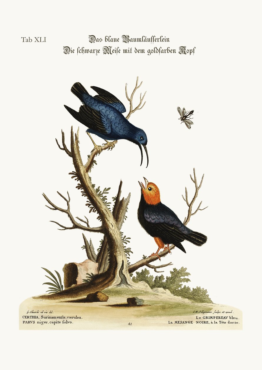 El trepador azul. El carbonero de cabeza dorada de George Edwards