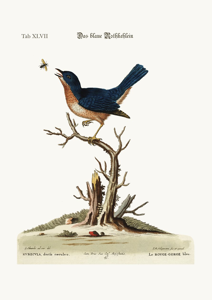 El petirrojo azul, 1749-73 de George Edwards