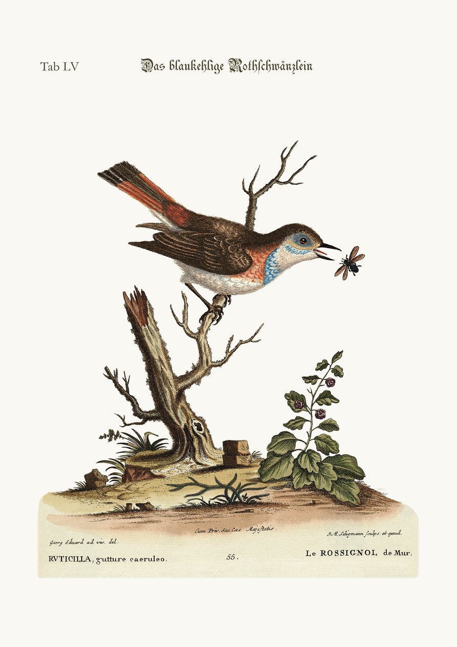 El colirrojo de garganta azul, 1749-73 de George Edwards
