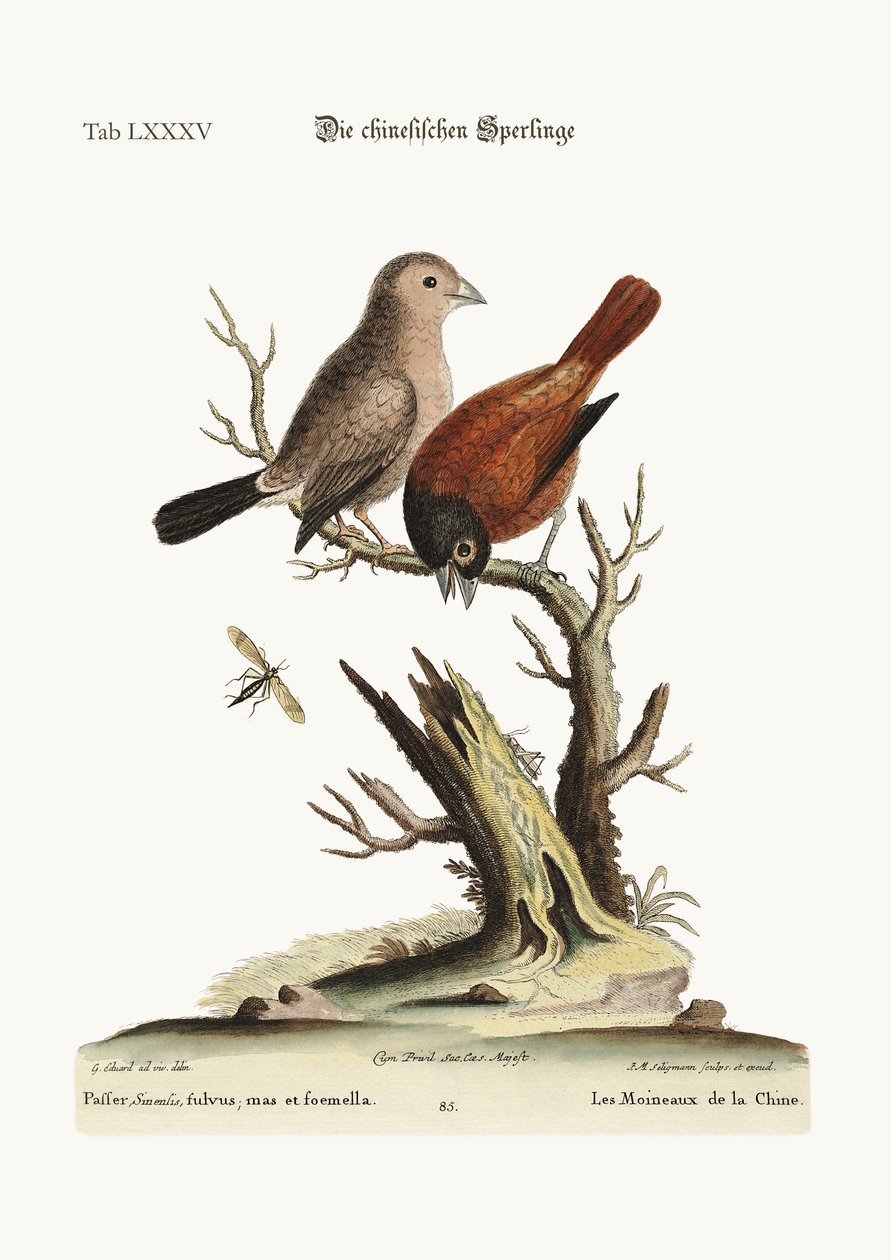 Los gorriones chinos, 1749-73 de George Edwards