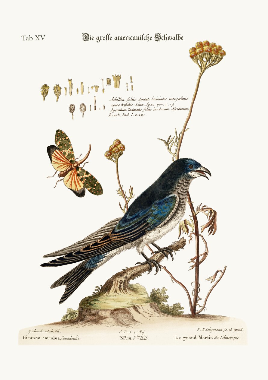 El gran americano Martin, 1749-73 de George Edwards