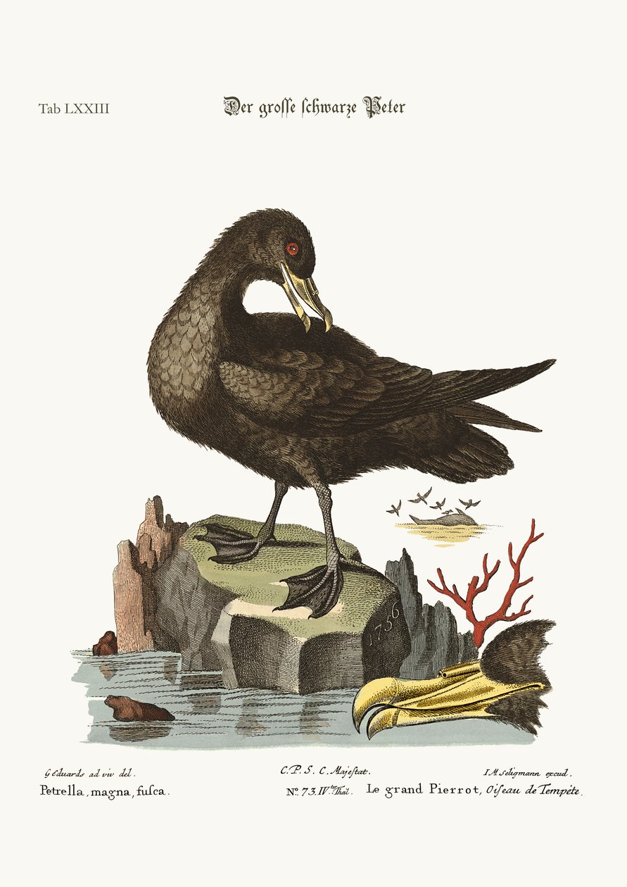 El gran petrel negro, 1749-73 de George Edwards