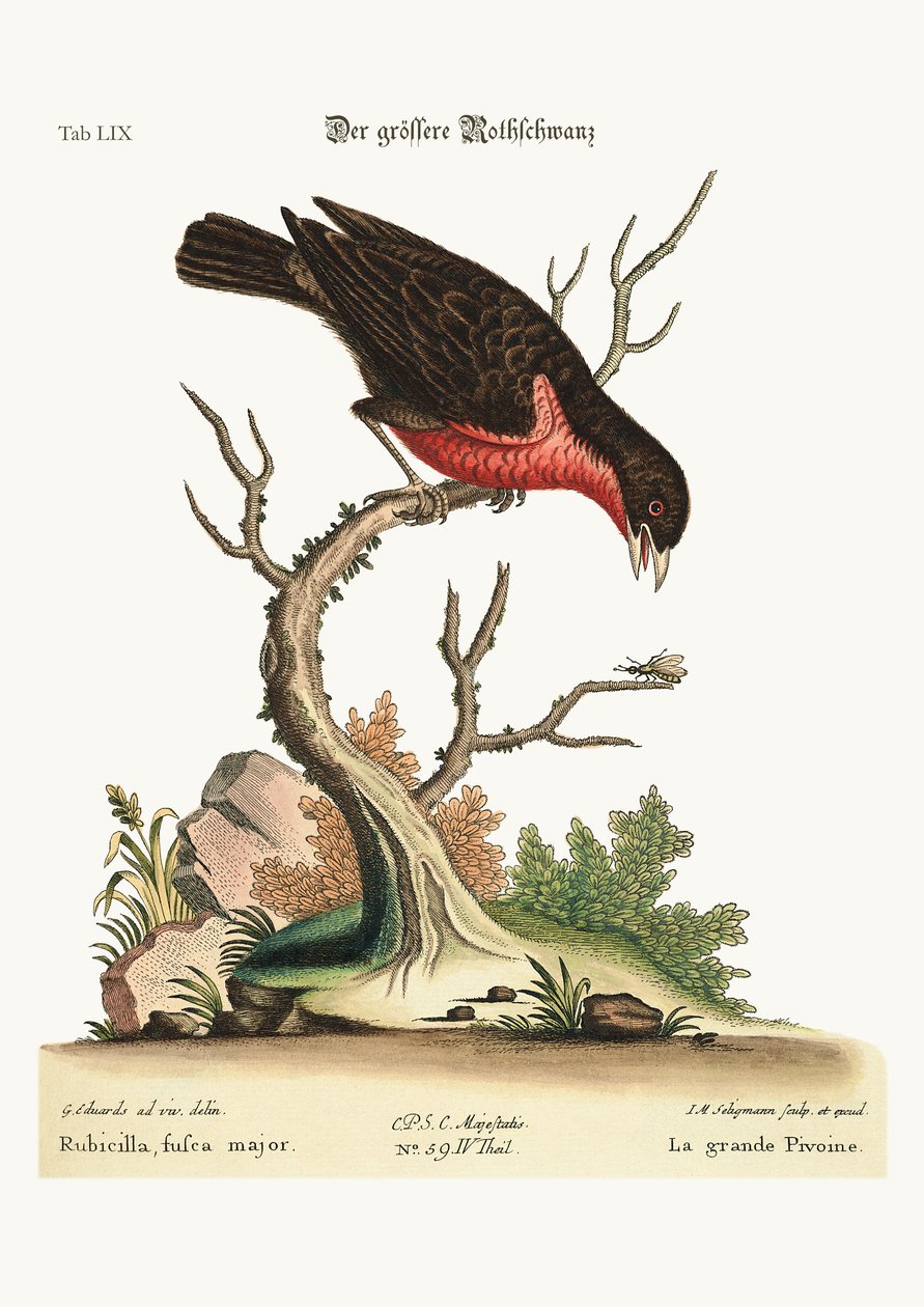 El camachuelo mayor, 1749-73 de George Edwards